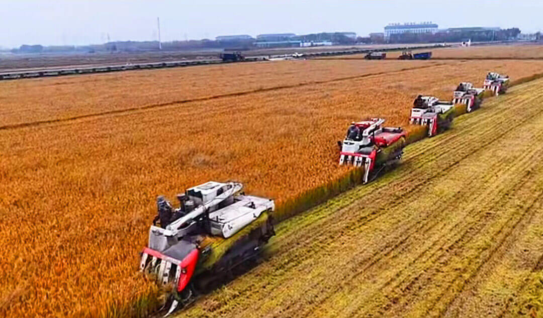  临沂市沂河新区沙兰农场3000亩稻田喜获丰收